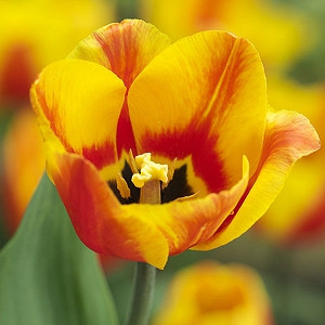 Tulipa 'Flair', Tulip 'Flair', Single Early Tulip Flair', Single Early Tulips, Spring Bulbs, Spring Flowers, Yellow Tulip, Bicolor Tulip